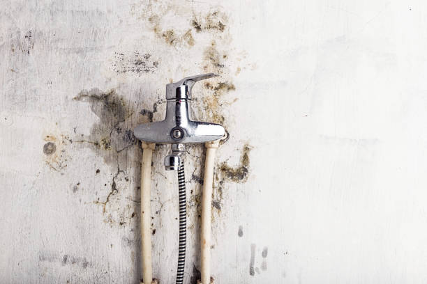 Best Commercial Mold Removal  in Ben Avon, SC