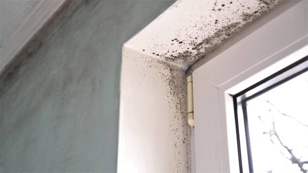 Best Office Mold Removal Services  in Ben Avon, SC