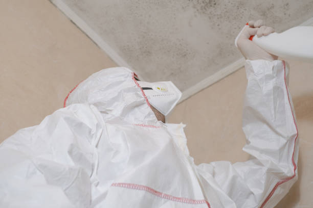 Professional Mold Removal in Ben Avon, SC