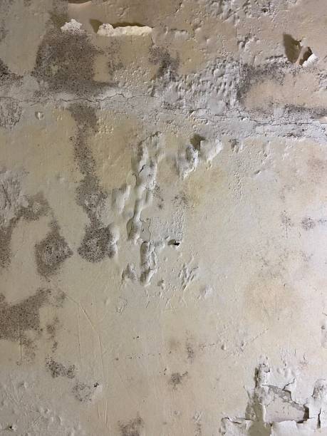 Mold Removal Process in Ben Avon, SC