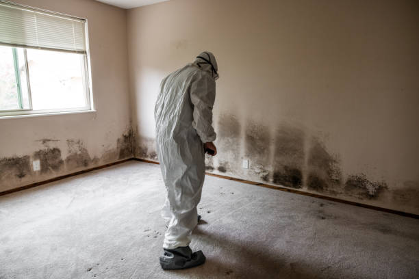 Mold Testing and Removal in Ben Avon, SC